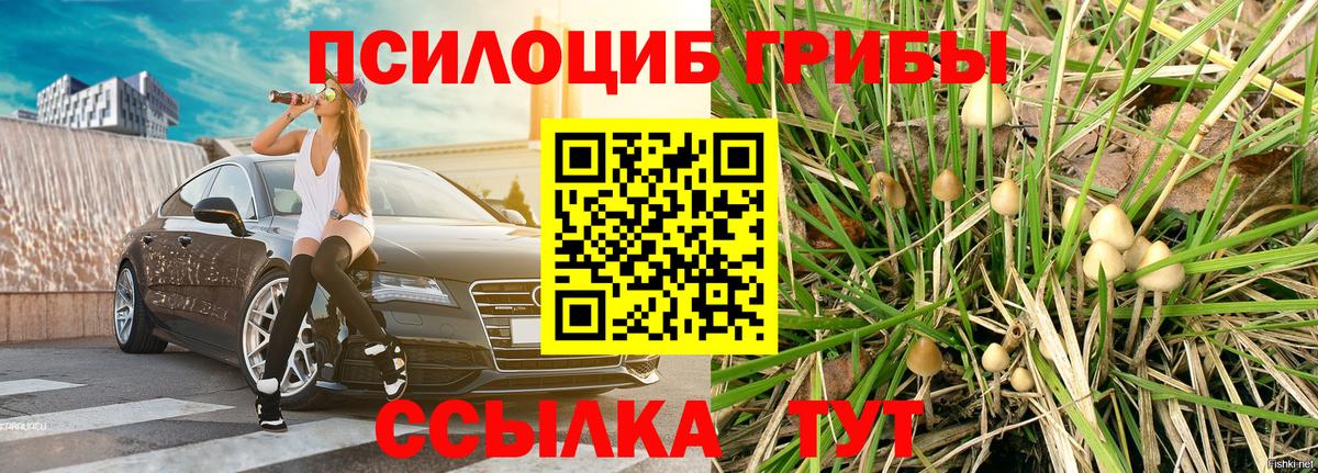 Чита  Галлюциногенные грибы Psilocybine cubensis  Вход с VPN 